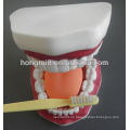 New Style Medical Dental Care Modell, kleine Zahnpflege Modell zahnärztliche Lehre Modell